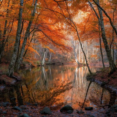 Autumn Forest with Reflective Stream