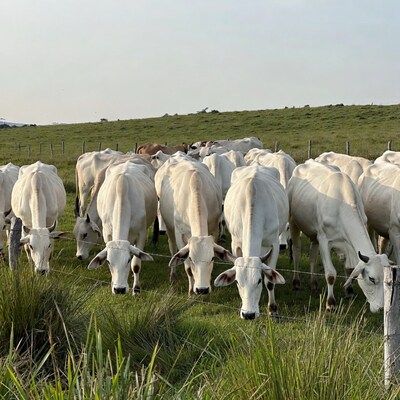 White cattle grazing by fence
