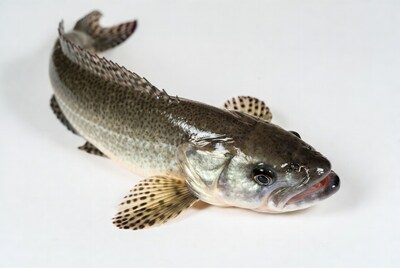 Fresh snakehead fish on white background