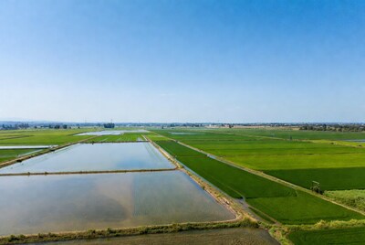 Aerial view of rice paddy fields