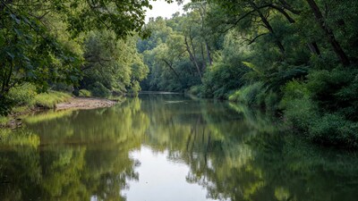 Serene River Framed by Lush Green Trees