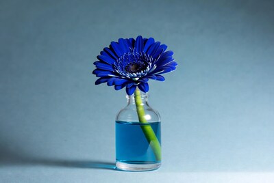 Blue Gerbera Daisy in Glass Vase
