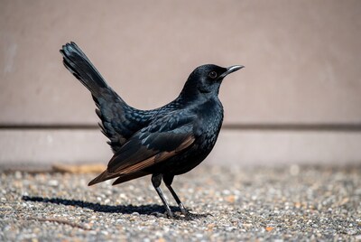 Black Grackle Standing on Gravel