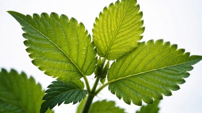 Fresh serrated green leaves with water droplets