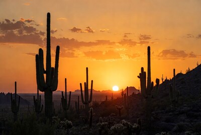 Saguaro Cacti at Sunset