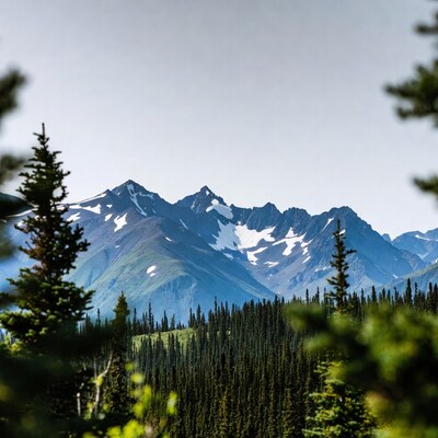 Snowy Mountains with Pine Trees