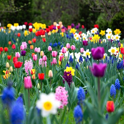 Colorful tulips and daffodils in garden