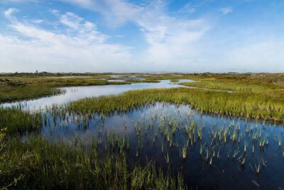 Marshland with channels under blue sky