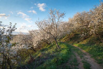 Cherry Blossom Path on Hillside