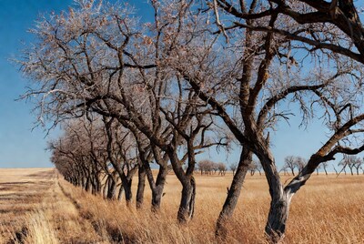 Row of bare trees in golden field