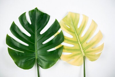 Green and yellow monstera leaves