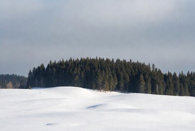 Pine Forest on Snowy Field