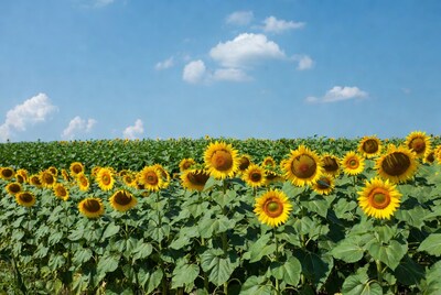 Sunflower Field Under Blue Sky