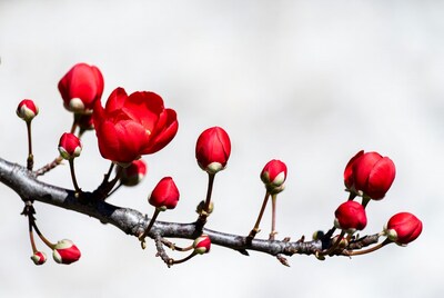 Red Flower Buds on Branch