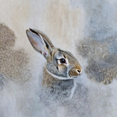 Gray rabbit on white background