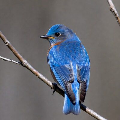 Eastern Bluebird perched on branch