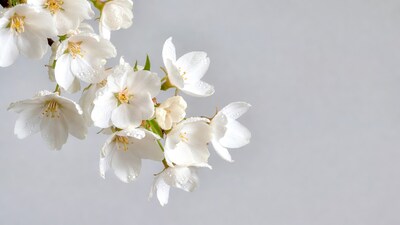 White Jasmine Flowers with Dew Drops