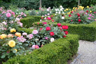 Colorful Roses in Formal Garden