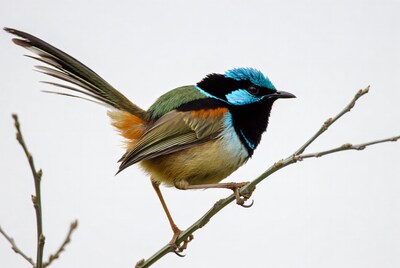 Variegated Fairywren perched on branch