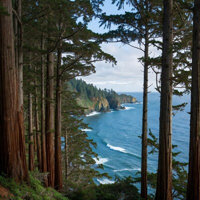 Redwoods Framing Ocean Cliff Coastline