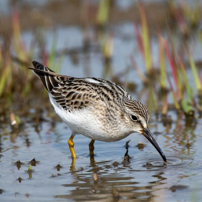 Pectoral Sandpiper foraging in shallow water