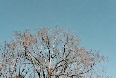 Bare tree against blue sky