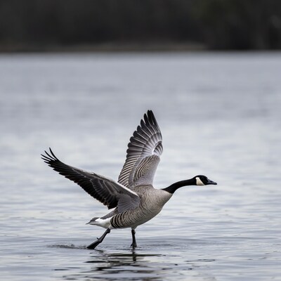 Canada Goose flapping wings on water