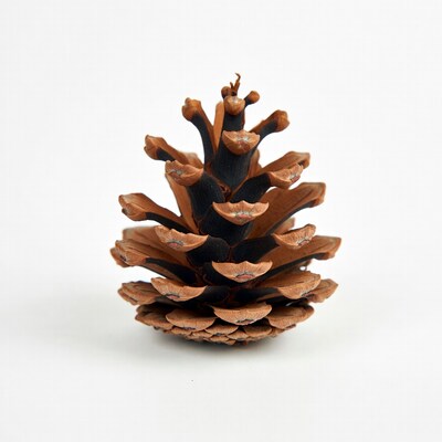 Pine Cone on White Background