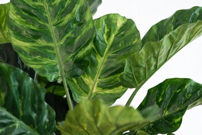 Variegated Monstera Leaves on White Background