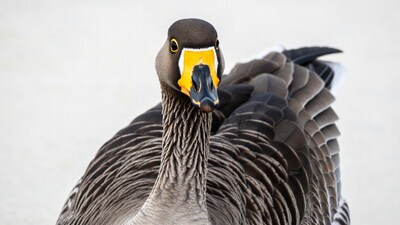 Closeup of Egyptian Goose