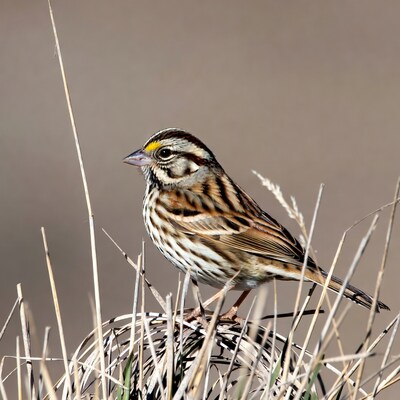 Song Sparrow perched on grass