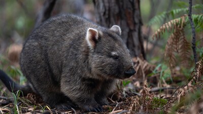 Wombat in forest undergrowth