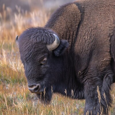Bison in tall grass field