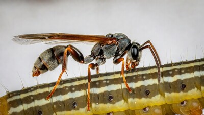 Wasp parasitizing caterpillar