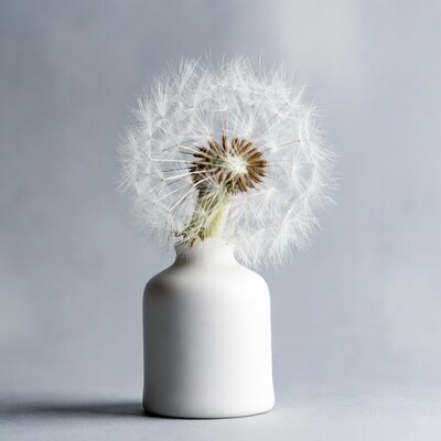 Dandelion in white vase