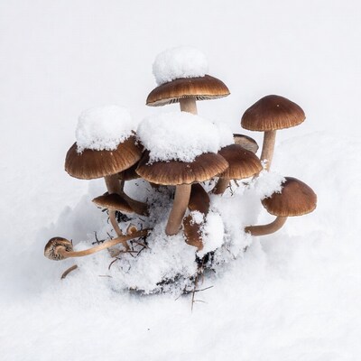 Snow-covered mushrooms in winter snow