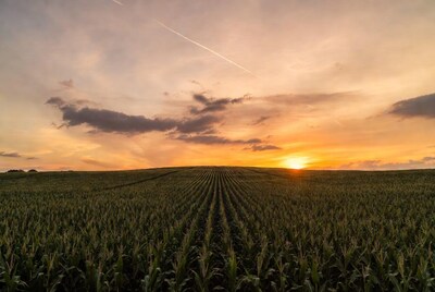 Corn Field Sunset with Contrail