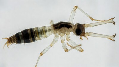 Crane Fly Larva on White Background