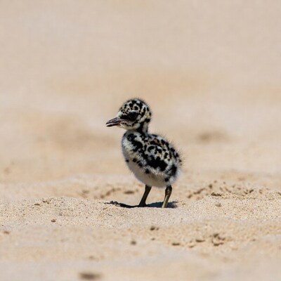 Pied Avocet Chick on Beach Sand