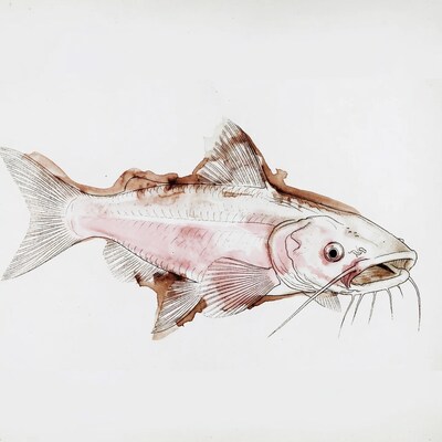 Watercolor Catfish Illustration