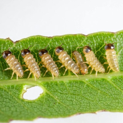 Caterpillars on green leaf