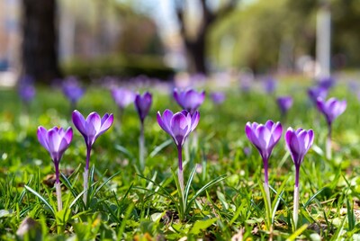 Purple crocuses in green grass