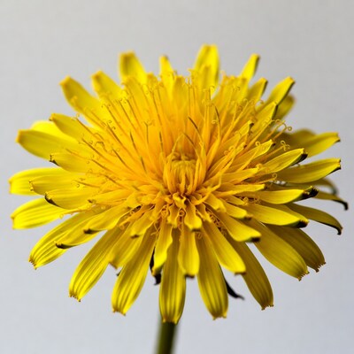 Yellow dandelion flower isolated
