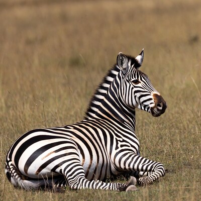 Zebra lying in savanna grass