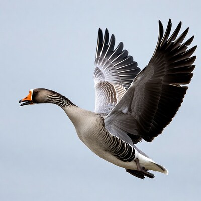 Greylag goose flying in sky