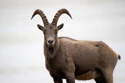 Ibex with large curved horns