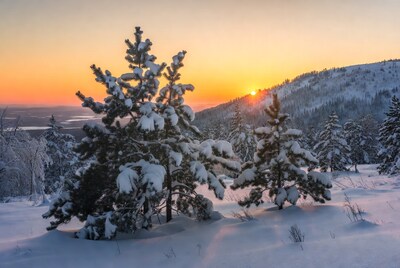 Snowy pine trees at sunset