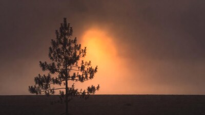 Silhouetted Pine Tree at Sunset
