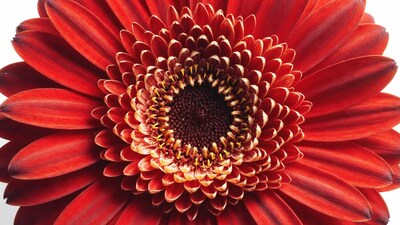 Red Gerbera Daisy Closeup