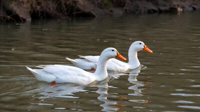 Three white ducks swimming in water